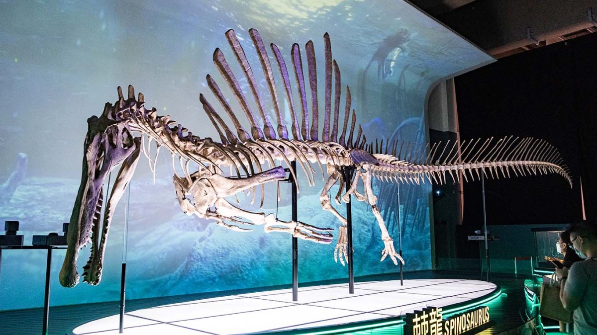 恐龍化石︰古人看不懂的巨大骨頭