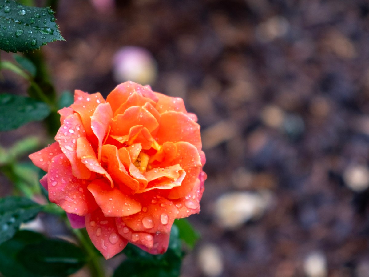 花卷市︰玫瑰叢中的溫泉鄉