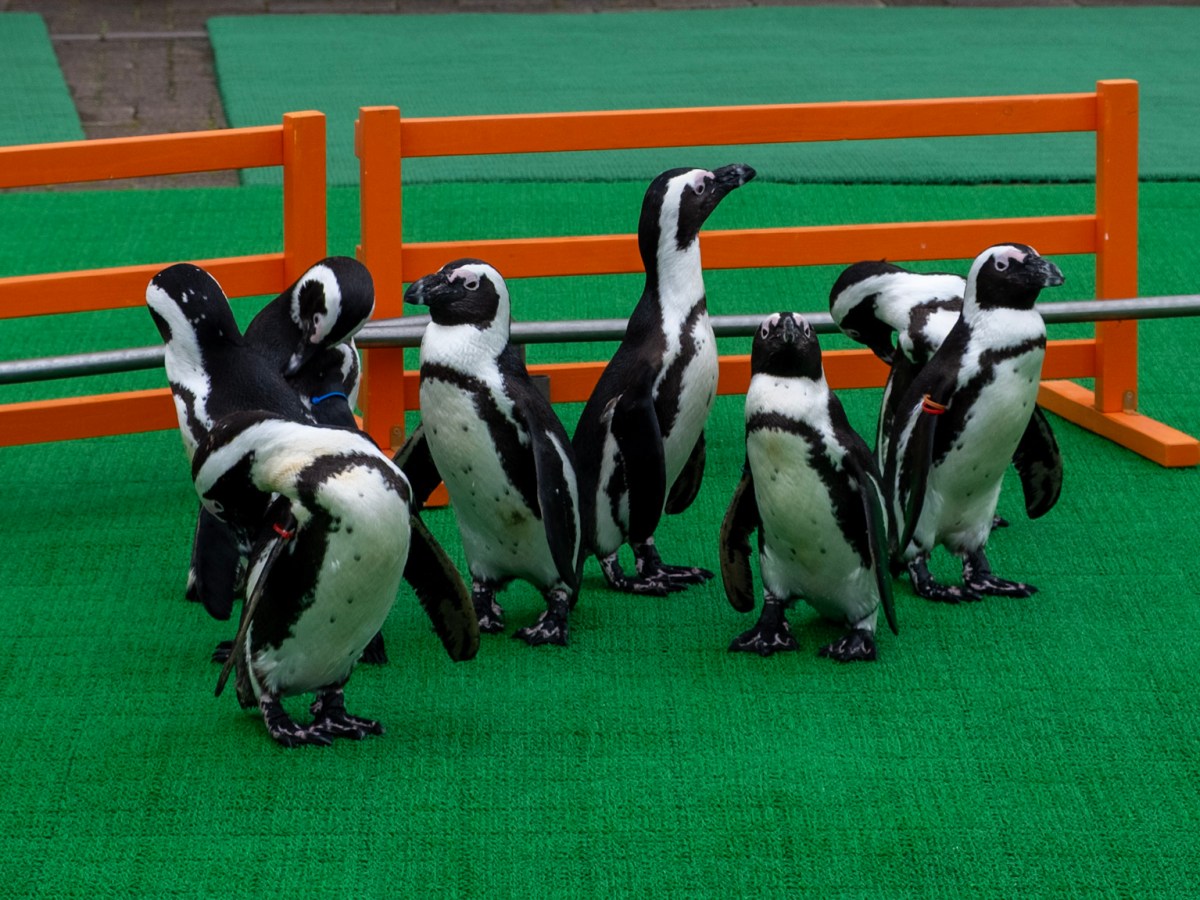 尼克斯海洋公園︰建於城堡裡的水族館